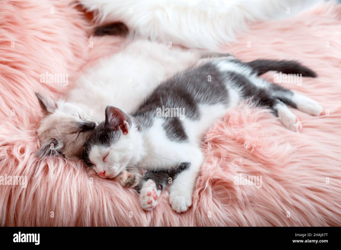Paar wenig glücklich Süße Kätzchen in der Liebe schlafen Nickerchen zusammen auf rosa flauschigen karierten. 2 zwei Katzen Haustiere Tier bequem schlafen entspannen Haben süße Träume an Stockfoto