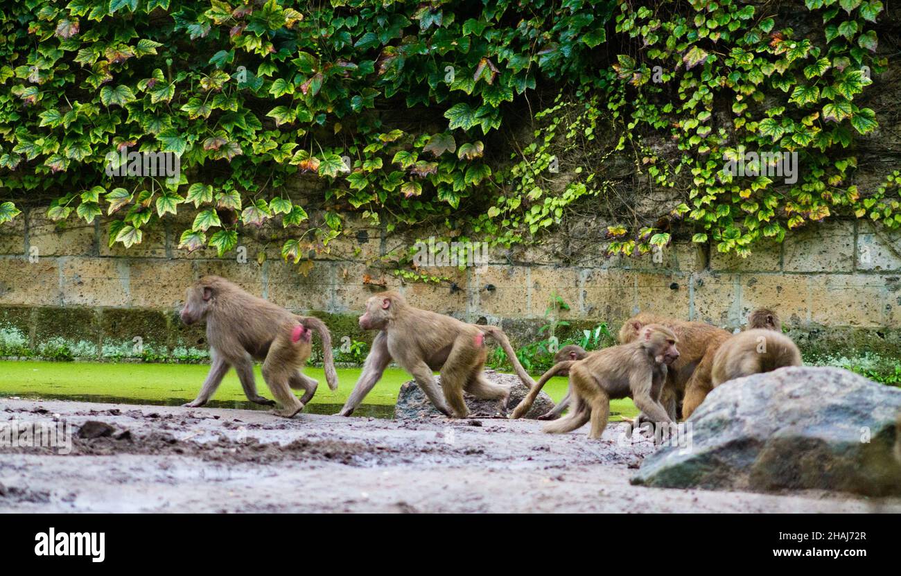 Truppe von Pavianen zu Fuß im Amersfoort Dierenpark in den Niederlanden Stockfoto