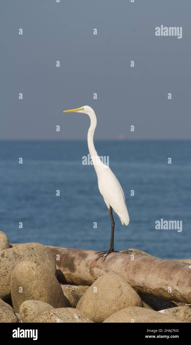 Ein weißer Kran, der auf dem Felsen in der Nähe der Küste steht, um Fische zu fangen Stockfoto