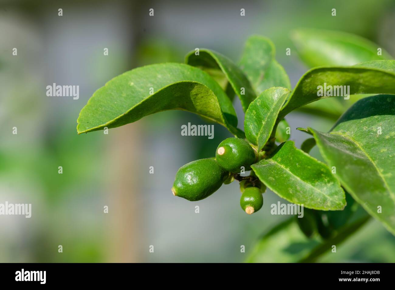 Kleine Zitronenfrüchte tragen auf der Pflanze. Selektiver Fokus verwendet. Stockfoto