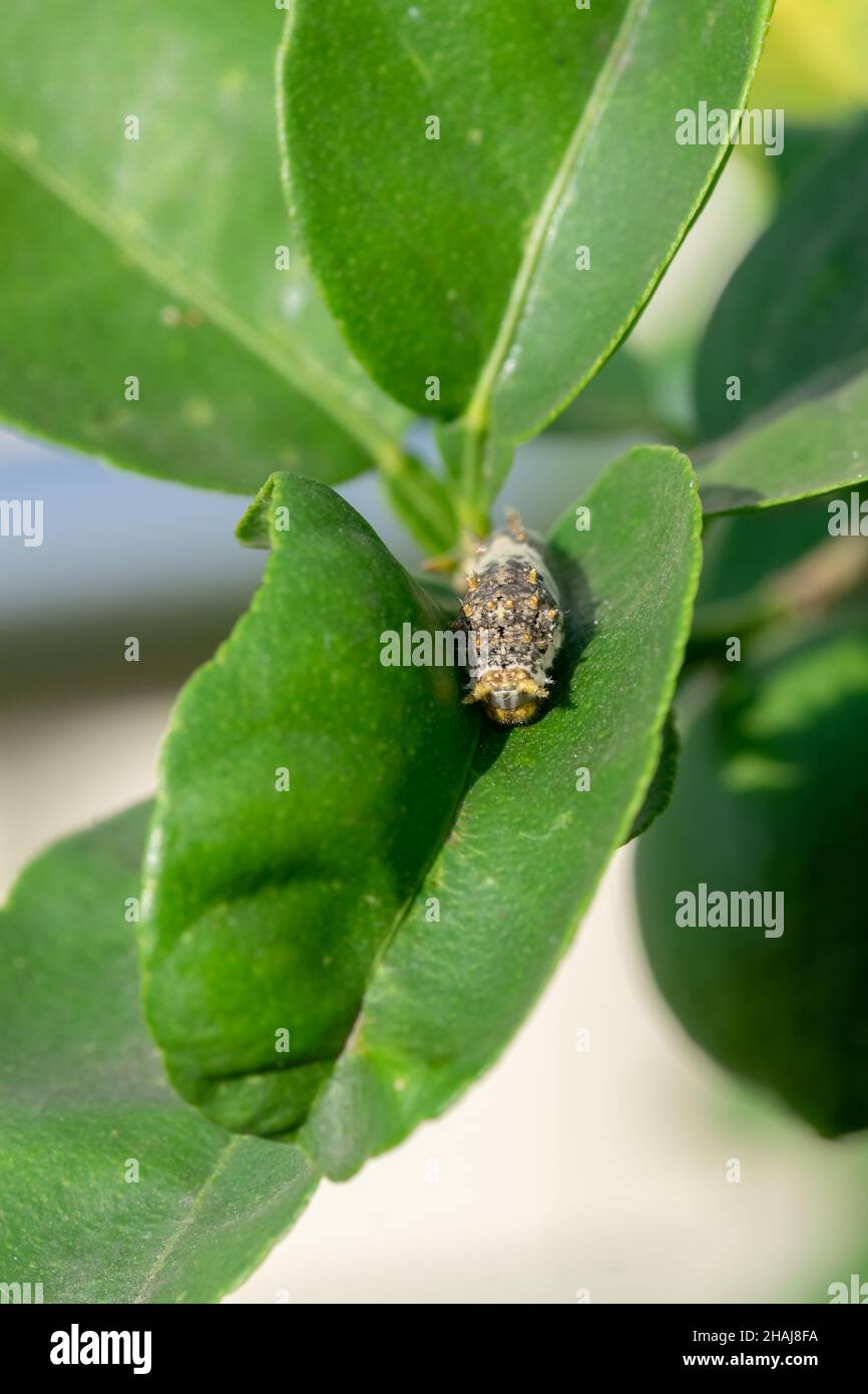 Zitronenschmetterling Raupe auf dem Blatt der Zitronenpflanze. Diese Raupe beschädigt die Pflanze, indem sie Blätter frisst. Es ist einer der wichtigsten Insektenpest. Stockfoto