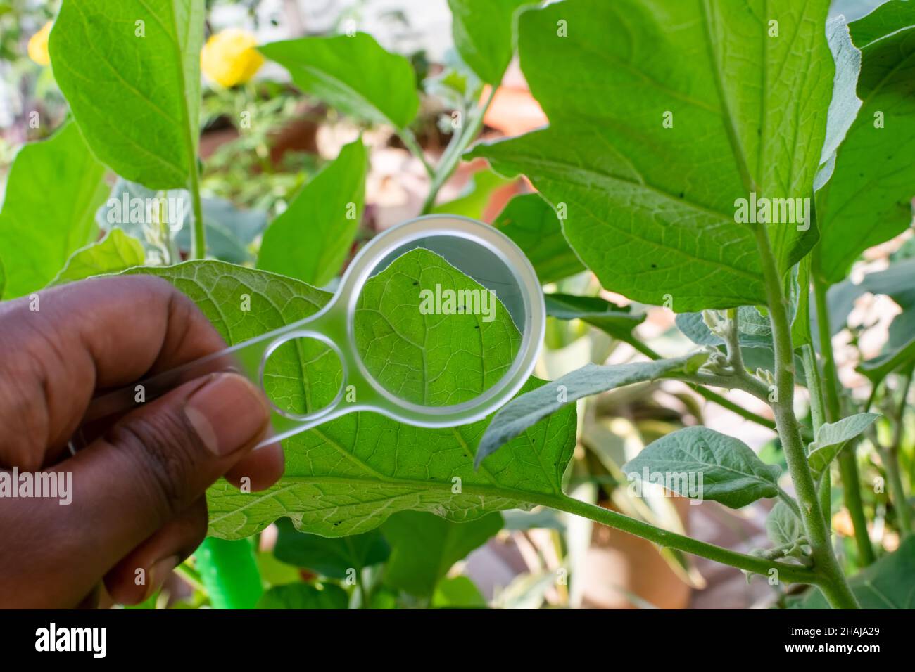 Beobachtung von Blattläusen auf der Rückseite des Blattes von Eierpflanzen-Fruchtgemüse mit Lupe, die in der Hand hält. Blattläuse sind die ernsten Insekten. Stockfoto