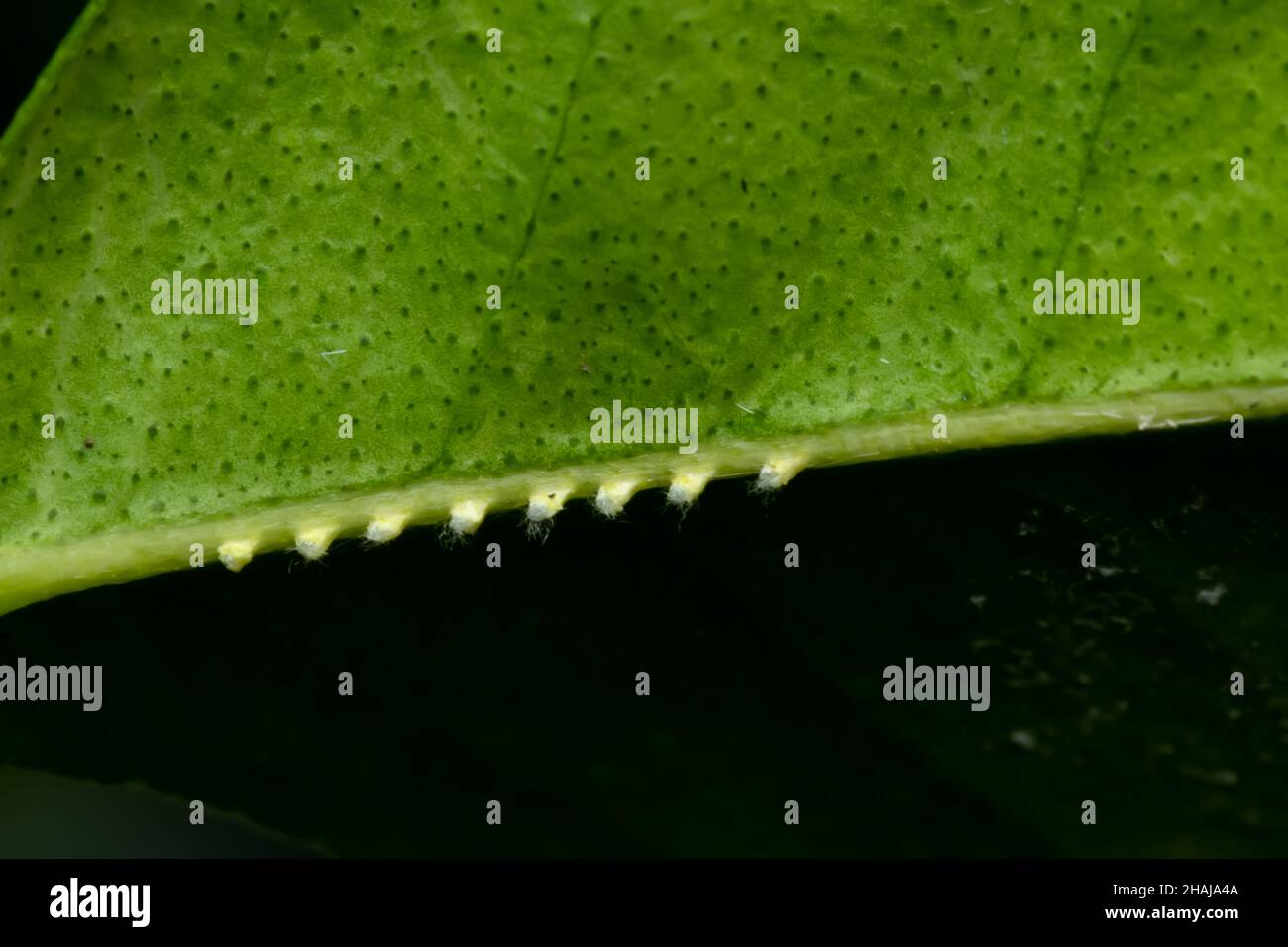 Eier von Passionvinen trichern unter das Blatt von saurem Kalk, bekannt als Citrus aurantifolia. Es ist ein ernster saugender Insektenschädling von Zitronenpflanzen Schäden Pflanze. Stockfoto