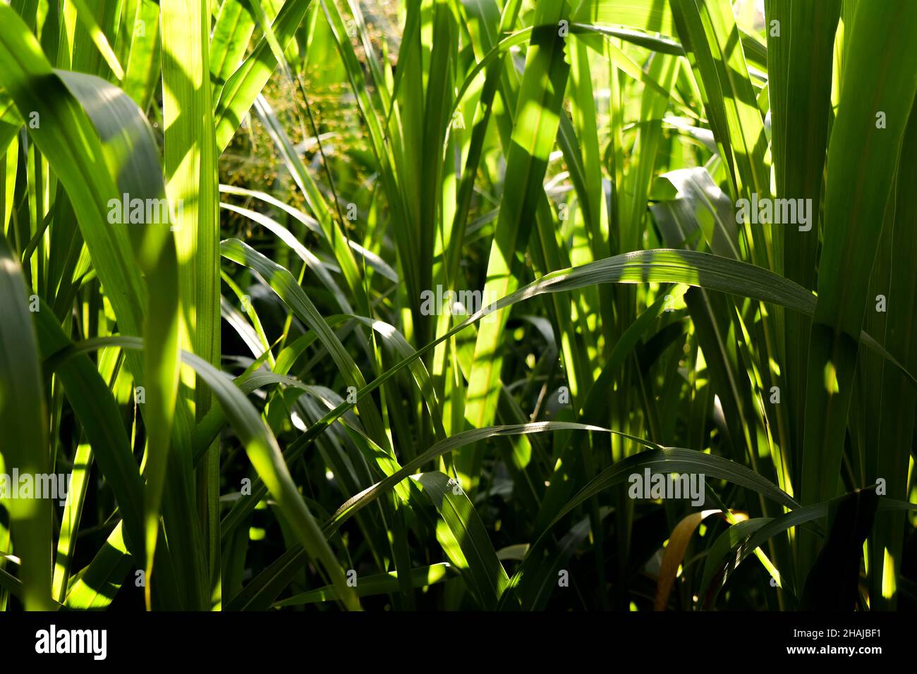 Napier Gras am Morgen Licht auf Blättern. Es ist auch als Elefantengras oder Ugandagras bekannt. Es wird als Viehfutter verwendet. Stockfoto