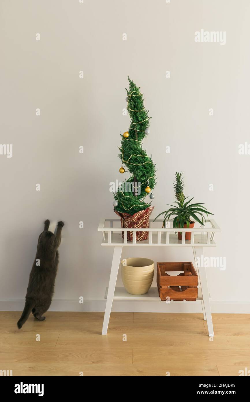 Indoor Zypresse oder Thuja im Topf ist Dekoration Kugeln wie Weihnachtsbaum und Katze Spaß in der Nähe. Alternative Bäume für weihnachten . Speicherplatz und Speicherplatz kopieren Stockfoto