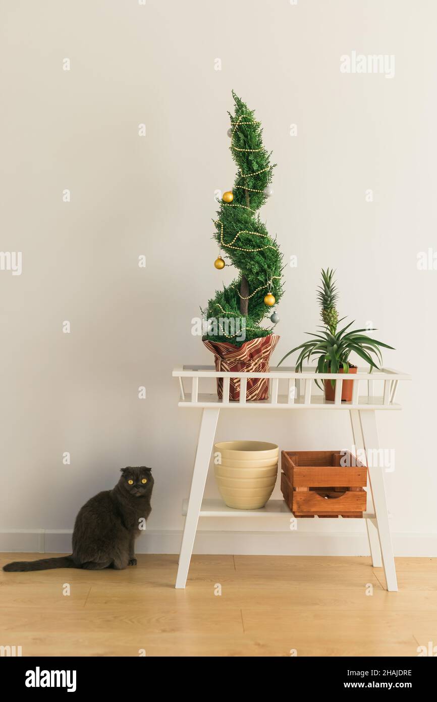 Indoor Zypresse oder Thuja im Topf ist Dekoration Kugeln wie Weihnachtsbaum  und Katze Spa in der Nhe. Alternative Bume fr weihnachten .  Speicherplatz und Speicherplatz kopieren Stockfotografie - Alamy
