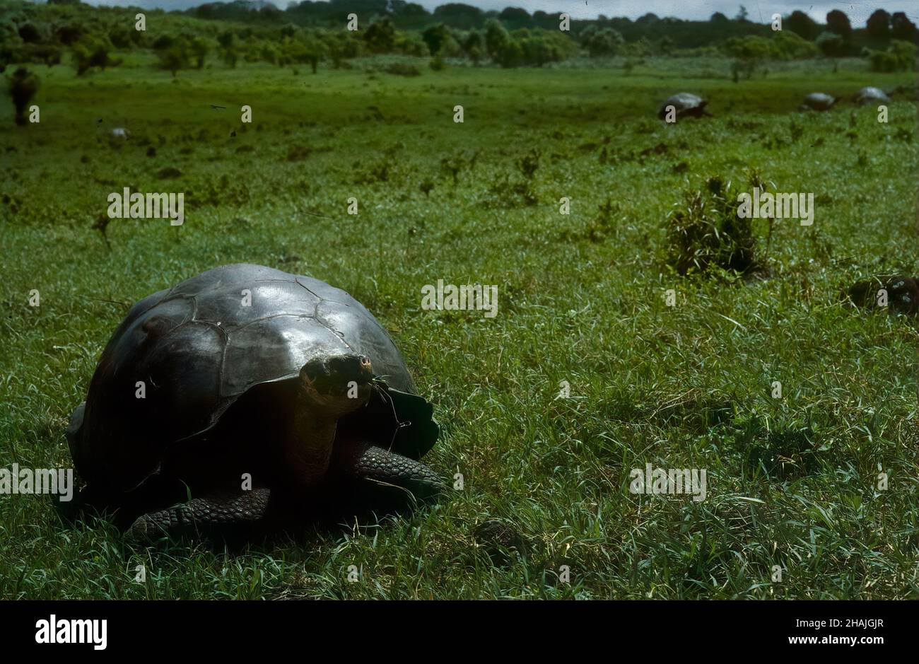 Seelöwen sind Pinnipeden, die sich durch äußere Ohrklappen, lange Vorderlipper, die Fähigkeit, auf allen Vieren zu gehen, kurze, dicke Haare und eine große Brust A auszeichnen Stockfoto