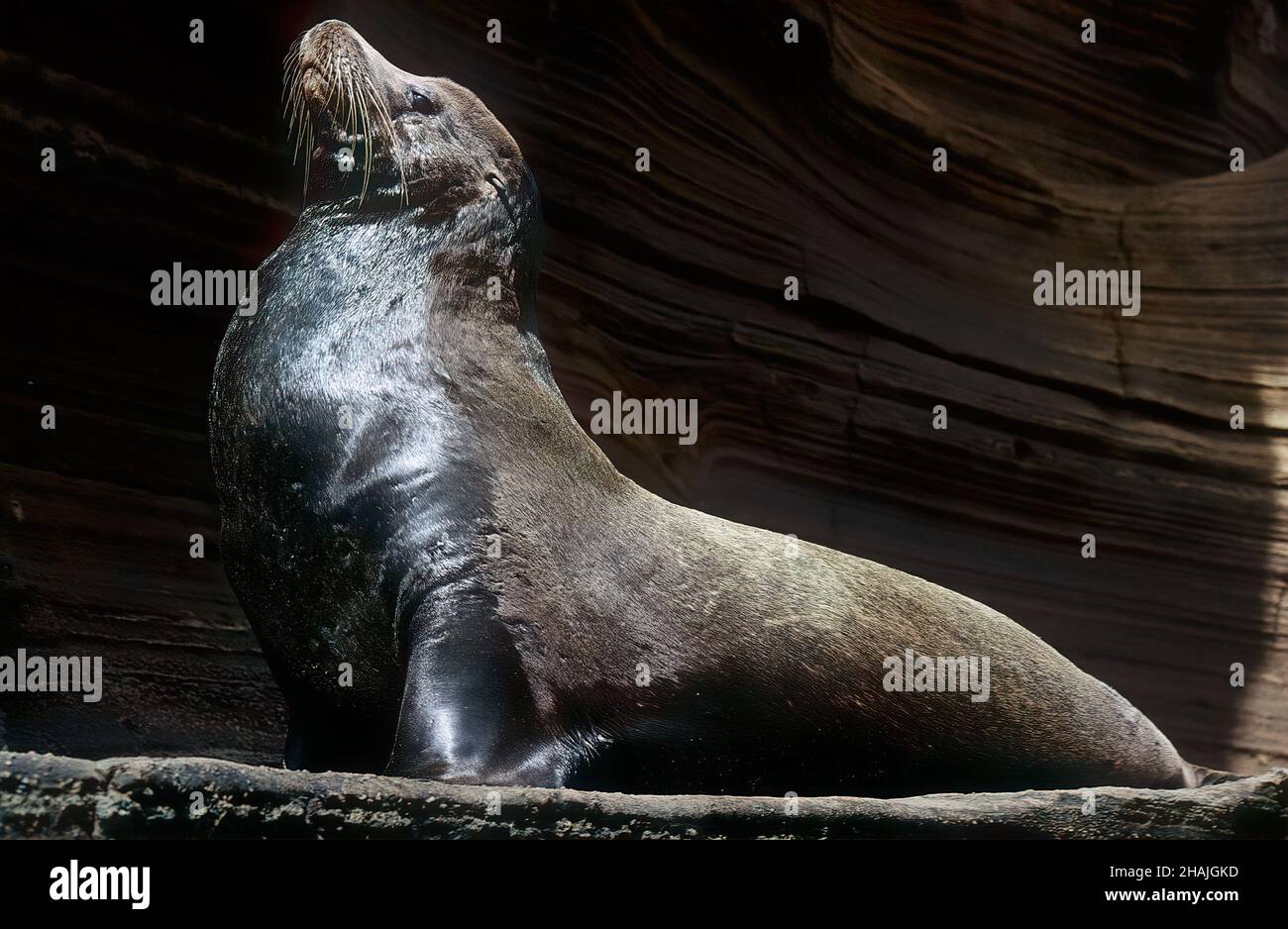 Seelöwen sind Pinnipeden, die sich durch äußere Ohrklappen, lange Vorderlipper, die Fähigkeit, auf allen Vieren zu gehen, kurze, dicke Haare und eine große Brust A auszeichnen Stockfoto