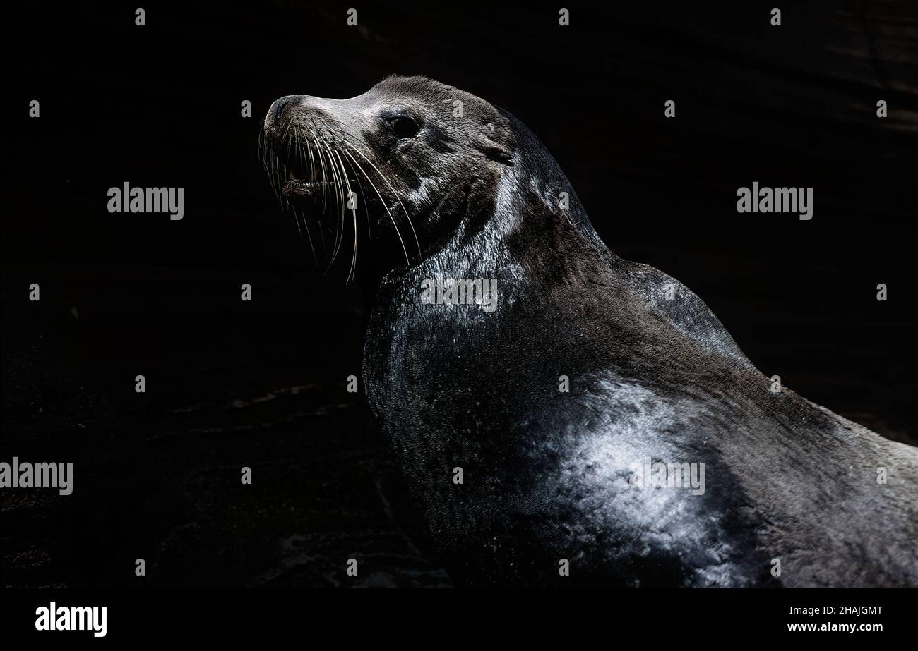 Seelöwen sind Pinnipeden, die sich durch äußere Ohrklappen, lange Vorderlipper, die Fähigkeit, auf allen Vieren zu gehen, kurze, dicke Haare und eine große Brust A auszeichnen Stockfoto