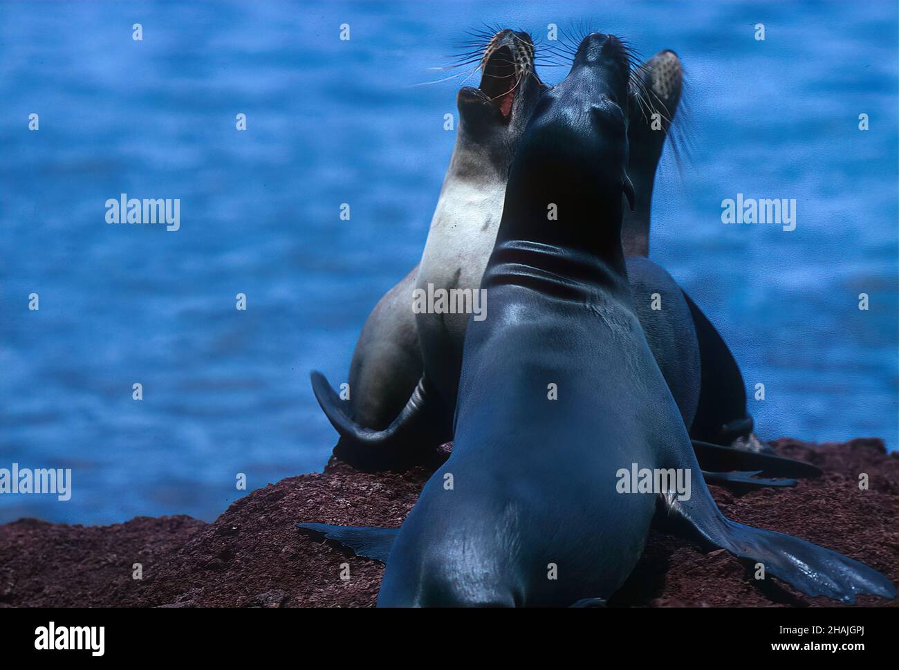 Seelöwen sind Pinnipeden, die sich durch äußere Ohrklappen, lange Vorderlipper, die Fähigkeit, auf allen Vieren zu gehen, kurze, dicke Haare und eine große Brust A auszeichnen Stockfoto