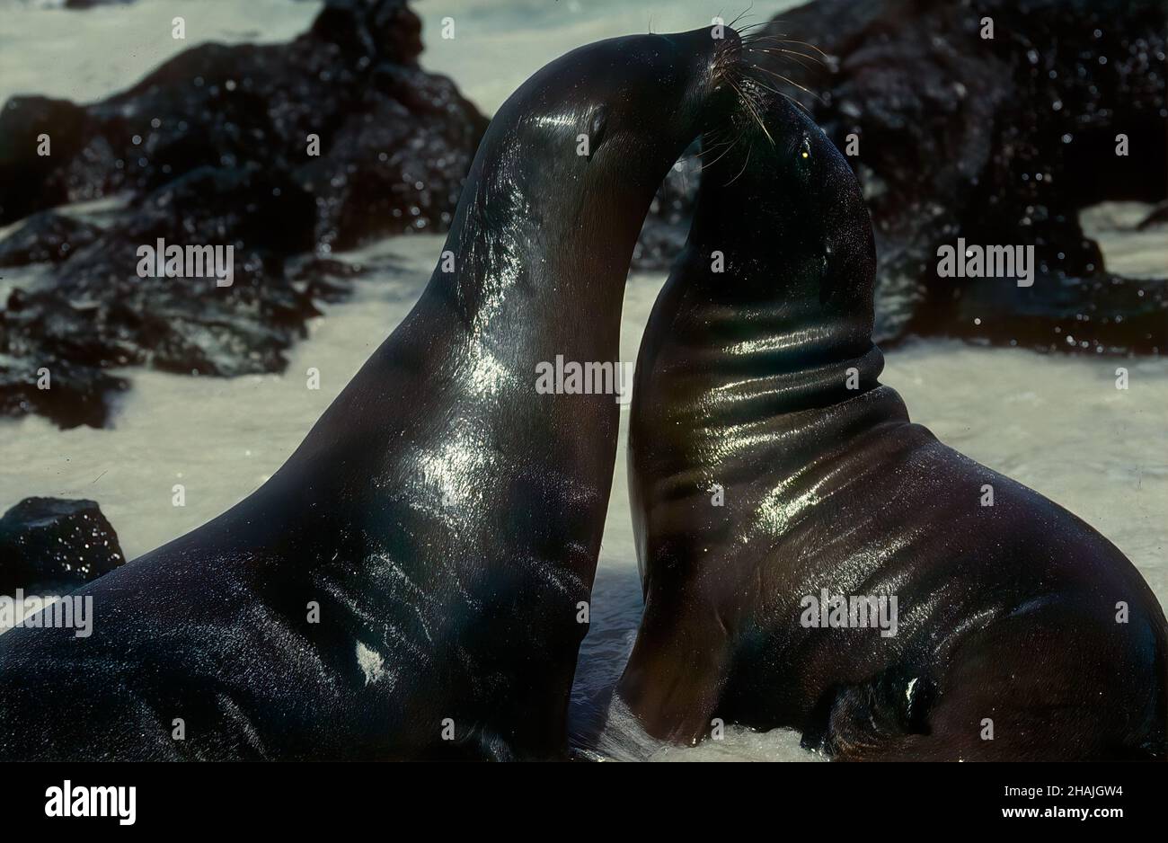 Seelöwen sind Pinnipeden, die sich durch äußere Ohrklappen, lange Vorderlipper, die Fähigkeit, auf allen Vieren zu gehen, kurze, dicke Haare und eine große Brust A auszeichnen Stockfoto