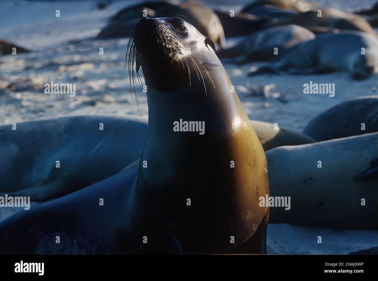 Seelöwen sind Pinnipeden, die sich durch äußere Ohrklappen, lange Vorderlipper, die Fähigkeit, auf allen Vieren zu gehen, kurze, dicke Haare und eine große Brust A auszeichnen Stockfoto