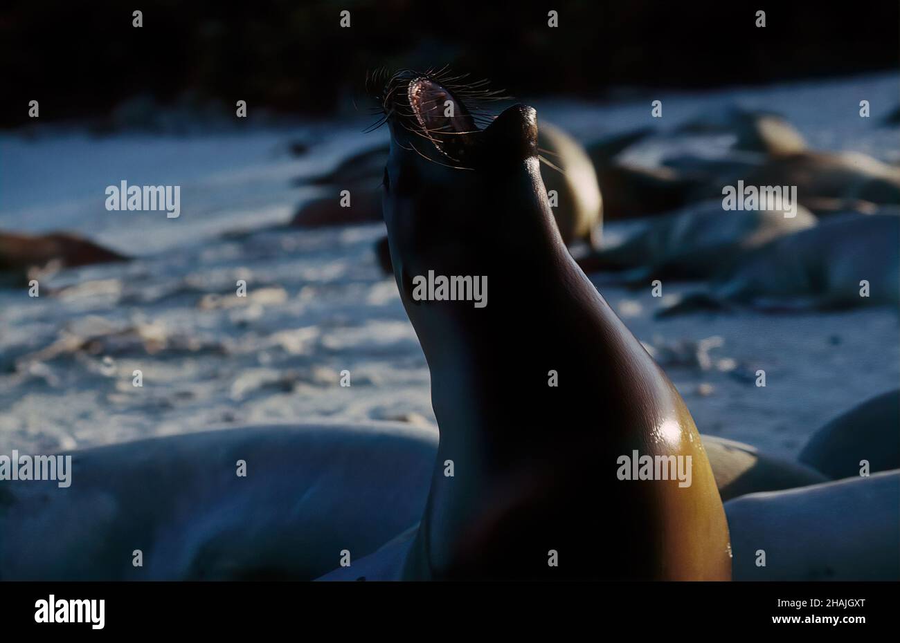Seelöwen sind Pinnipeden, die sich durch äußere Ohrklappen, lange Vorderlipper, die Fähigkeit, auf allen Vieren zu gehen, kurze, dicke Haare und eine große Brust A auszeichnen Stockfoto