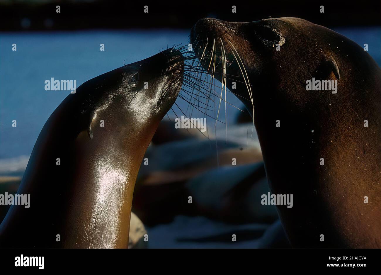 Seelöwen sind Pinnipeden, die sich durch äußere Ohrklappen, lange Vorderlipper, die Fähigkeit, auf allen Vieren zu gehen, kurze, dicke Haare und eine große Brust A auszeichnen Stockfoto