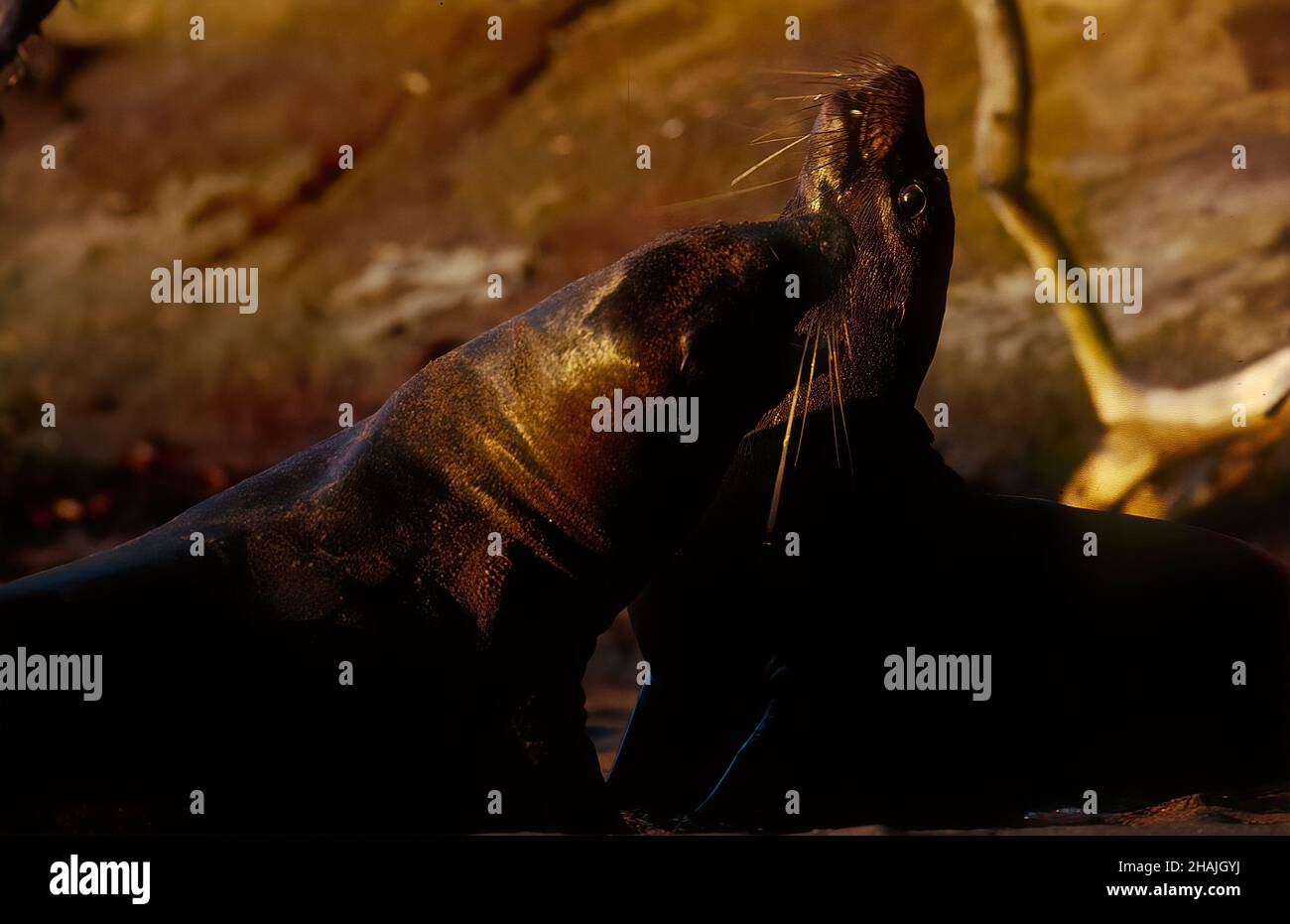 Seelöwen sind Pinnipeden, die sich durch äußere Ohrklappen, lange Vorderlipper, die Fähigkeit, auf allen Vieren zu gehen, kurze, dicke Haare und eine große Brust A auszeichnen Stockfoto