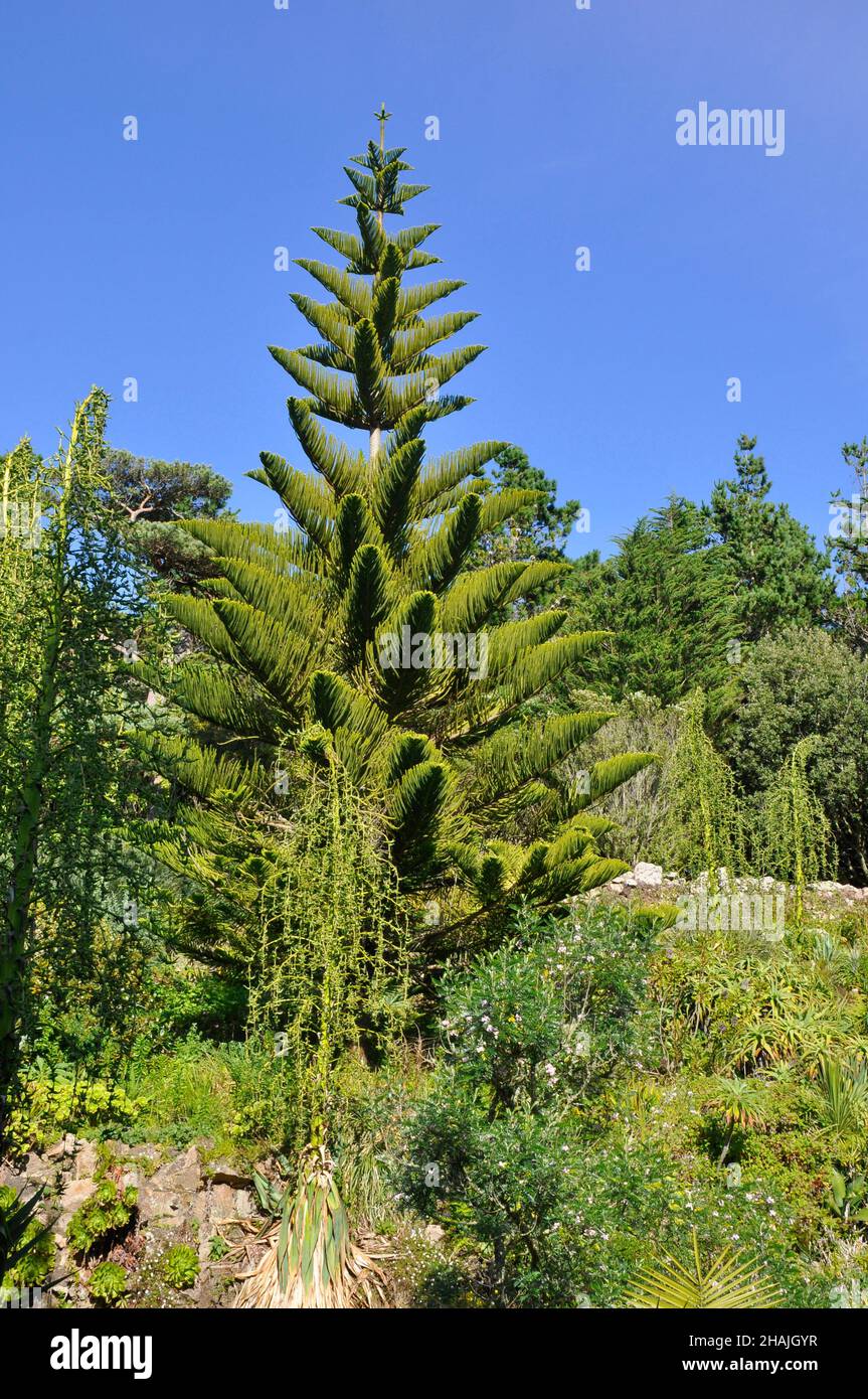 Araucaria heterophylla, Koniferfamilie Araucariaceae. Norfolk Island Pine (oder Norfolk Pine) endemisch auf Norfolk Island, einem Außengebiet von Austra Stockfoto