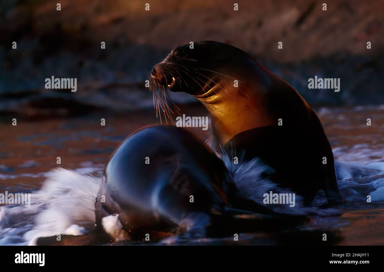 Seelöwen sind Pinnipeden, die sich durch äußere Ohrklappen, lange Vorderlipper, die Fähigkeit, auf allen Vieren zu gehen, kurze, dicke Haare und eine große Brust A auszeichnen Stockfoto