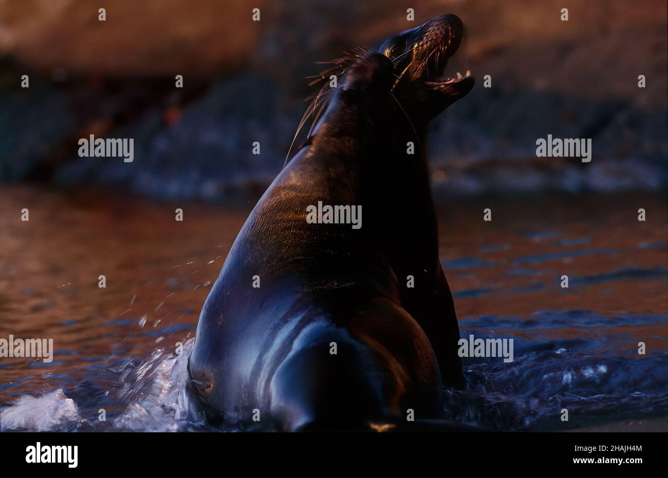 Seelöwen sind Pinnipeden, die sich durch äußere Ohrklappen, lange Vorderlipper, die Fähigkeit, auf allen Vieren zu gehen, kurze, dicke Haare und eine große Brust A auszeichnen Stockfoto