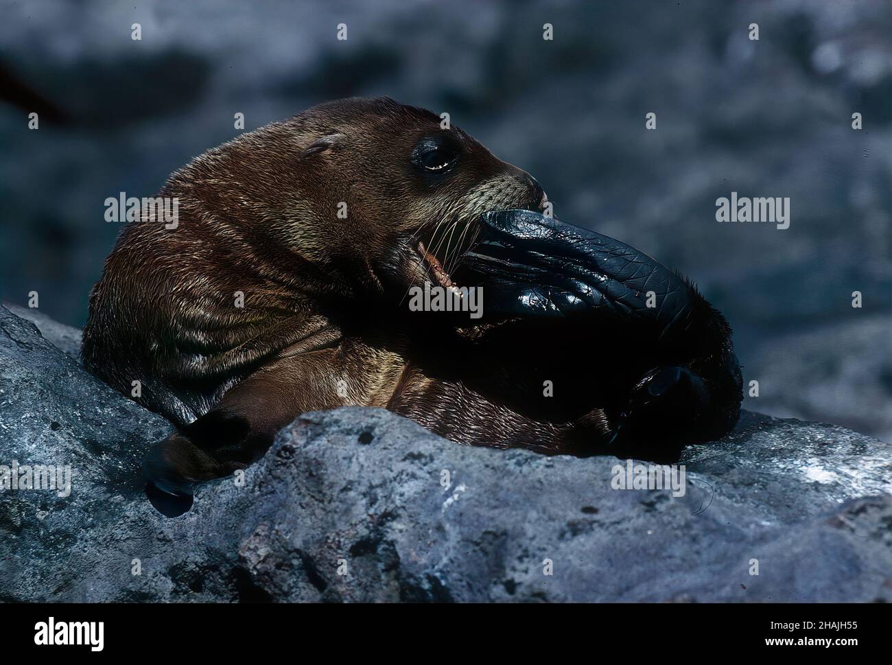 Seelöwen sind Pinnipeden, die sich durch äußere Ohrklappen, lange Vorderlipper, die Fähigkeit, auf allen Vieren zu gehen, kurze, dicke Haare und eine große Brust A auszeichnen Stockfoto
