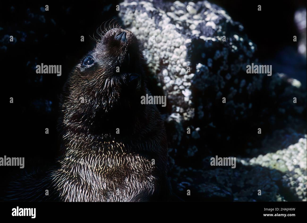 Seelöwen sind Pinnipeden, die sich durch äußere Ohrklappen, lange Vorderlipper, die Fähigkeit, auf allen Vieren zu gehen, kurze, dicke Haare und eine große Brust A auszeichnen Stockfoto