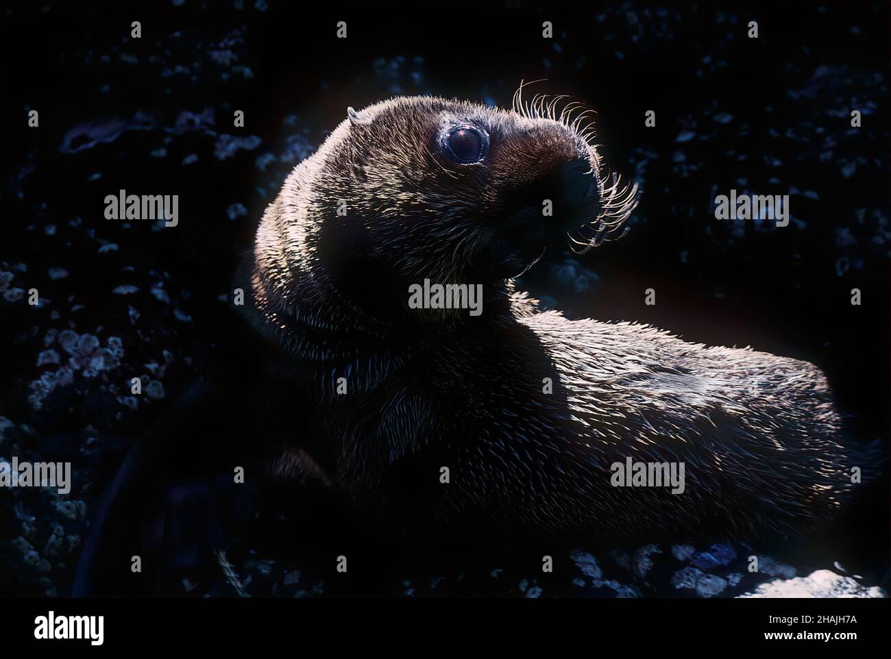 Seelöwen sind Pinnipeden, die sich durch äußere Ohrklappen, lange Vorderlipper, die Fähigkeit, auf allen Vieren zu gehen, kurze, dicke Haare und eine große Brust A auszeichnen Stockfoto