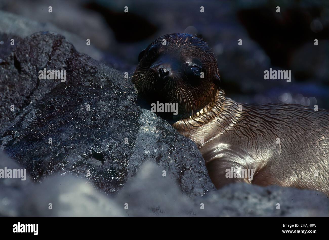 Seelöwen sind Pinnipeden, die sich durch äußere Ohrklappen, lange Vorderlipper, die Fähigkeit, auf allen Vieren zu gehen, kurze, dicke Haare und eine große Brust A auszeichnen Stockfoto