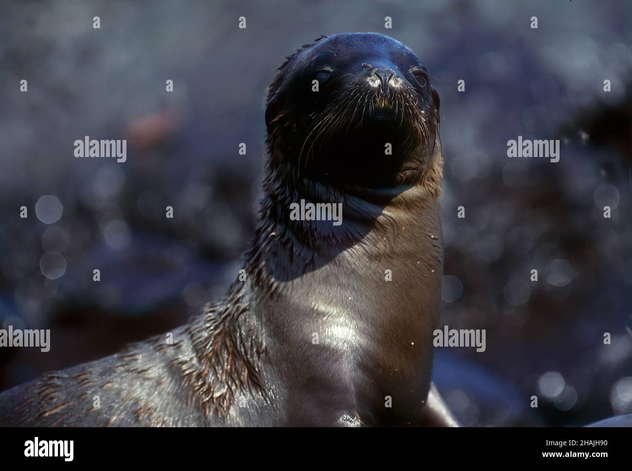 Seelöwen sind Pinnipeden, die sich durch äußere Ohrklappen, lange Vorderlipper, die Fähigkeit, auf allen Vieren zu gehen, kurze, dicke Haare und eine große Brust A auszeichnen Stockfoto