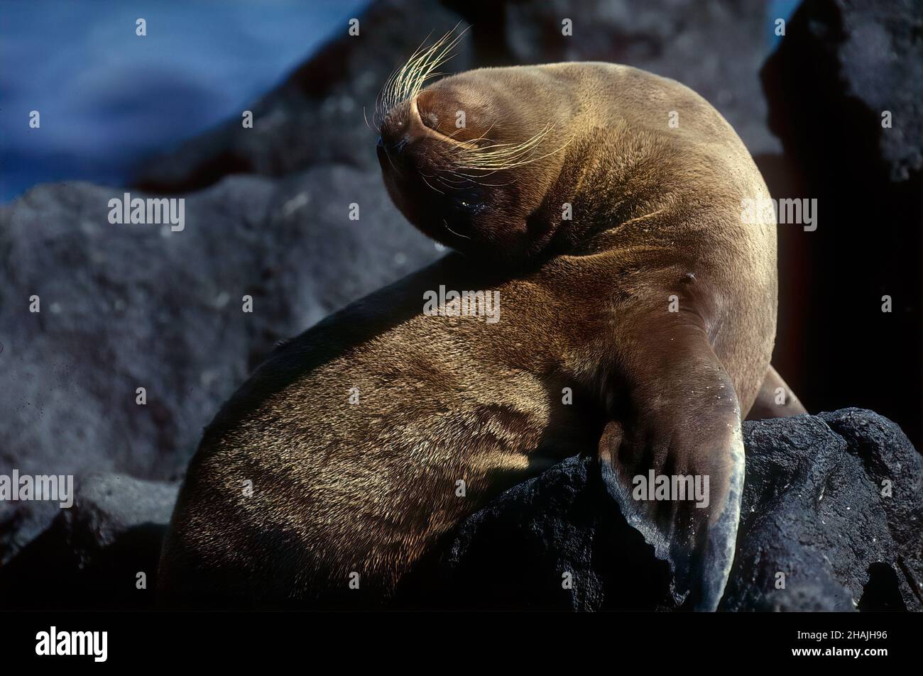 Seelöwen sind Pinnipeden, die sich durch äußere Ohrklappen, lange Vorderlipper, die Fähigkeit, auf allen Vieren zu gehen, kurze, dicke Haare und eine große Brust A auszeichnen Stockfoto