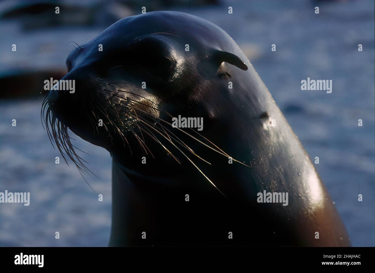 Seelöwen sind Pinnipeden, die sich durch äußere Ohrklappen, lange Vorderlipper, die Fähigkeit, auf allen Vieren zu gehen, kurze, dicke Haare und eine große Brust A auszeichnen Stockfoto