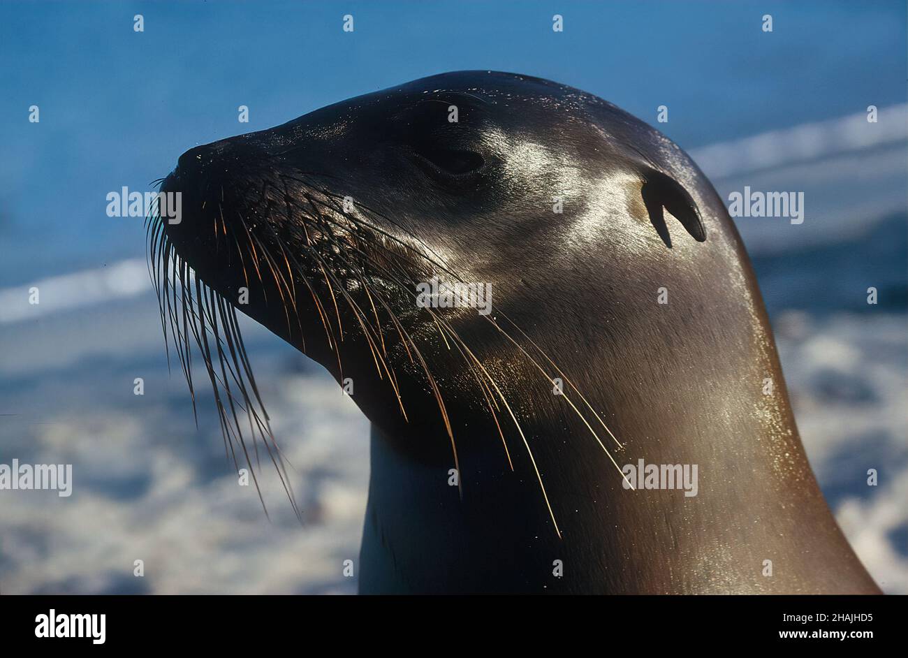 Seelöwen sind Pinnipeden, die sich durch äußere Ohrklappen, lange Vorderlipper, die Fähigkeit, auf allen Vieren zu gehen, kurze, dicke Haare und eine große Brust A auszeichnen Stockfoto