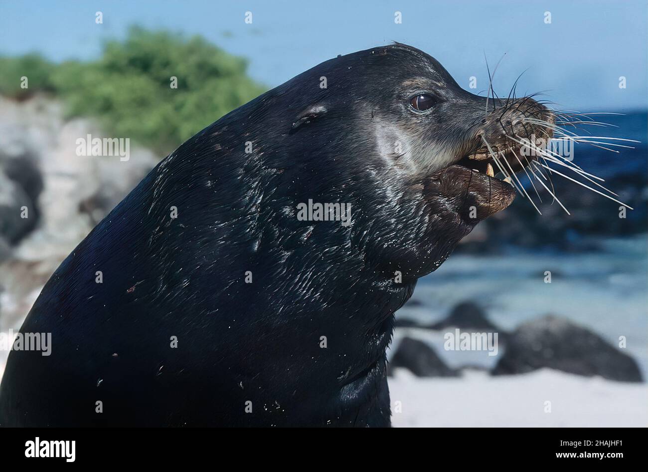 Seelöwen sind Pinnipeden, die sich durch äußere Ohrklappen, lange Vorderlipper, die Fähigkeit, auf allen Vieren zu gehen, kurze, dicke Haare und eine große Brust A auszeichnen Stockfoto