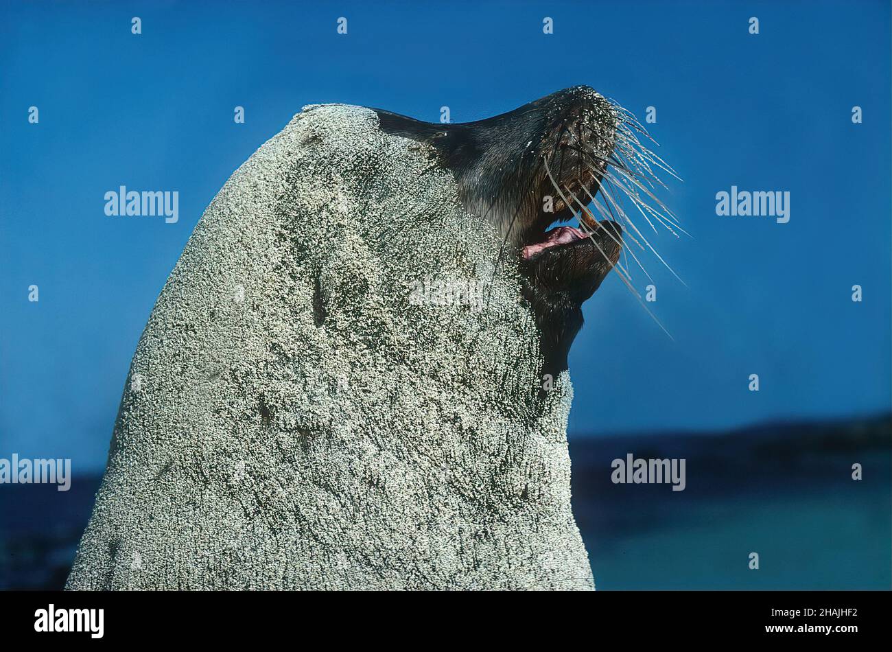 Seelöwen sind Pinnipeden, die sich durch äußere Ohrklappen, lange Vorderlipper, die Fähigkeit, auf allen Vieren zu gehen, kurze, dicke Haare und eine große Brust A auszeichnen Stockfoto