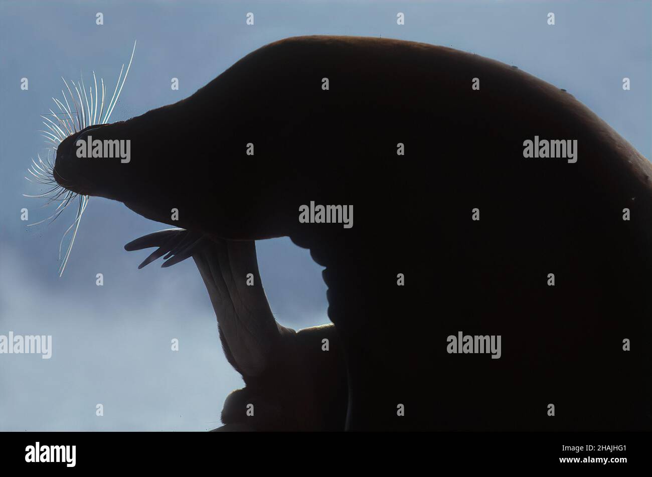 Seelöwen sind Pinnipeden, die sich durch äußere Ohrklappen, lange Vorderlipper, die Fähigkeit, auf allen Vieren zu gehen, kurze, dicke Haare und eine große Brust A auszeichnen Stockfoto