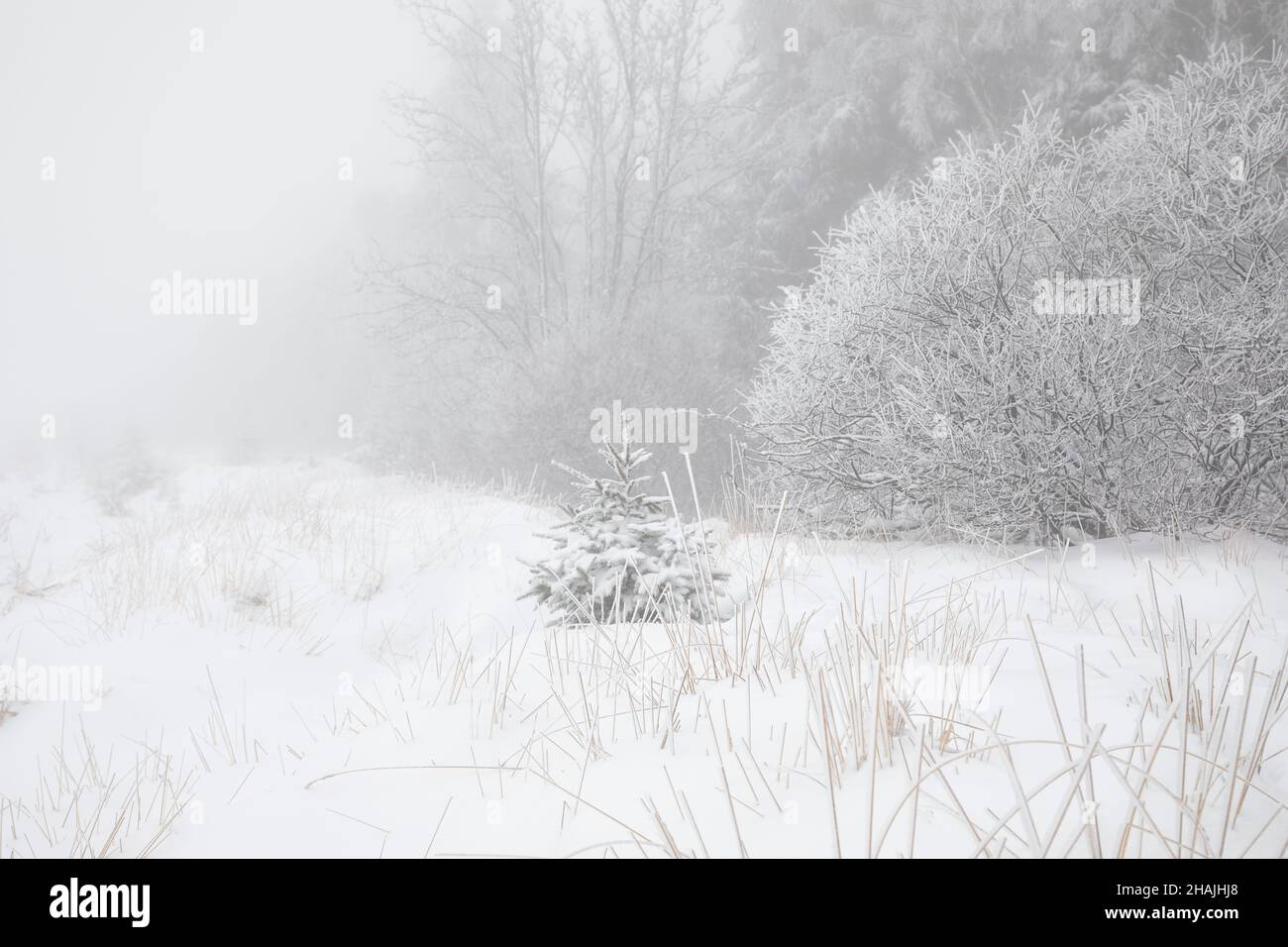 Wald und Bäume in tiefem Schnee und Frost, Belgien Stockfoto