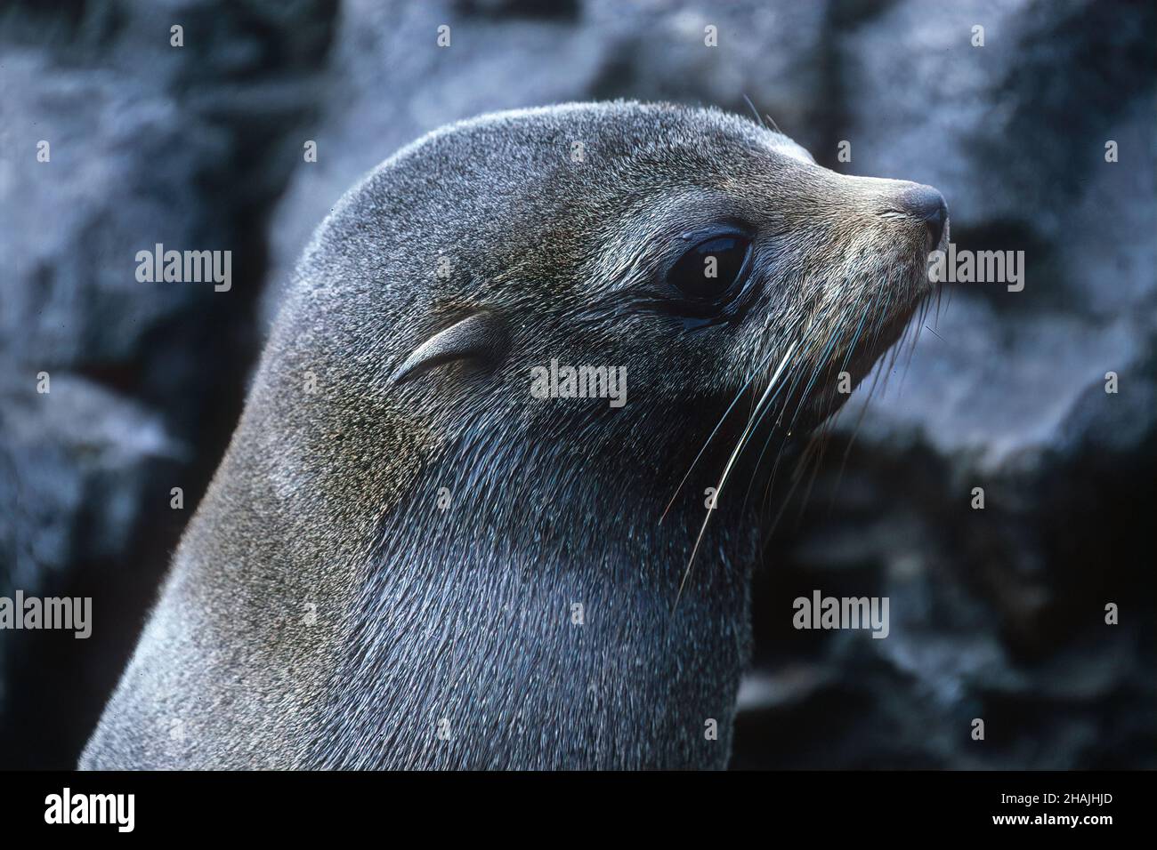 Seelöwen sind Pinnipeden, die sich durch äußere Ohrklappen, lange Vorderlipper, die Fähigkeit, auf allen Vieren zu gehen, kurze, dicke Haare und eine große Brust A auszeichnen Stockfoto