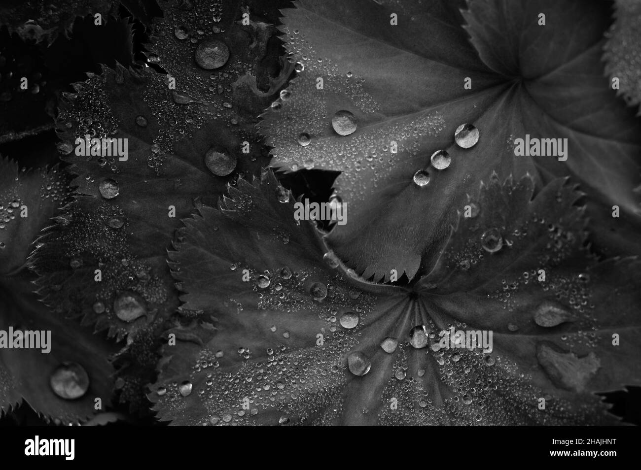 Nahaufnahme der Sternendame-Pflanze (Alchemilla acutiloba Opiz) mit Wassertropfen, die in einem Gewächshaus in Norfolk, England, auf den Blättern sitzen. Stockfoto