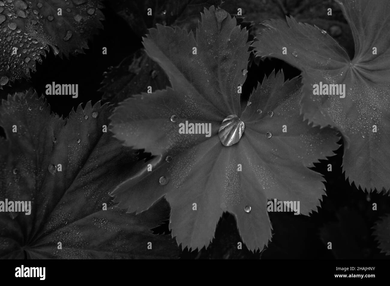 Nahaufnahme der Sternendame-Pflanze (Alchemilla acutiloba Opiz) mit Wassertropfen, die in einem Gewächshaus in Norfolk, England, auf den Blättern sitzen. Stockfoto