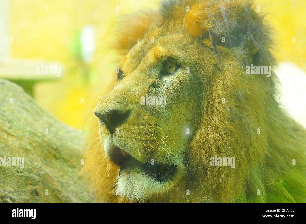 Löwe aus der Nähe, Löwenaugen Stockfoto