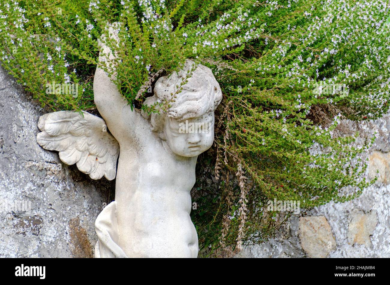 Die steinerne Figur eines weißen jungen Engels trägt eine grün-felsige Gartenpflanze mit weißen Blüten Stockfoto