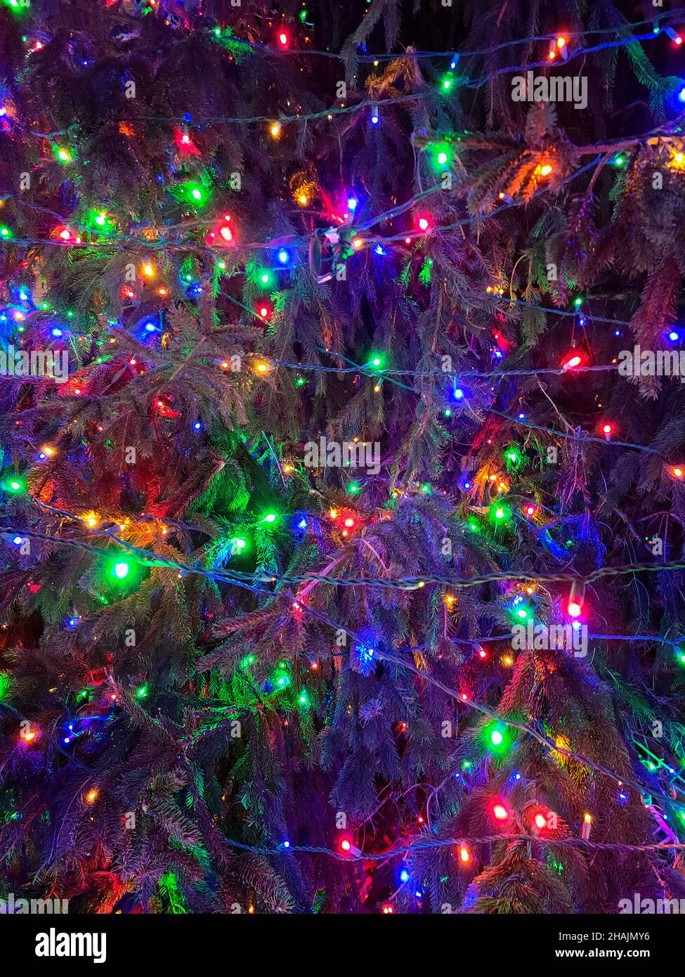 Nahaufnahme von bunt leuchtenden Weihnachtslichtern auf einem Kiefernbaum Stockfoto