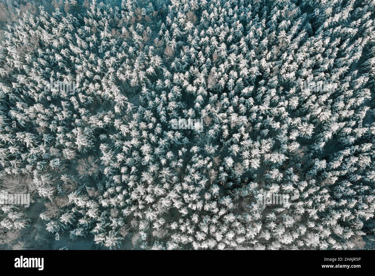 Blick aus der Vogelperspektive auf schneebedeckten Wald und frostige Baumkronen an sonnigen Wintertagen. Fliegen Sie über gefrorenen Winterwald mit schneebedeckten Bäumen. Nadelwald im Winter Stockfoto