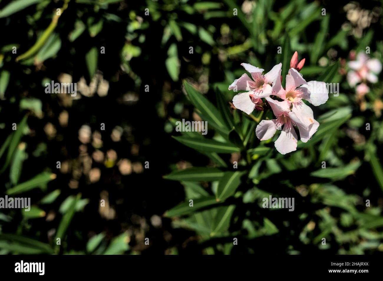 Rosa Oleander blüht auf einem Ast aus nächster Nähe Stockfoto