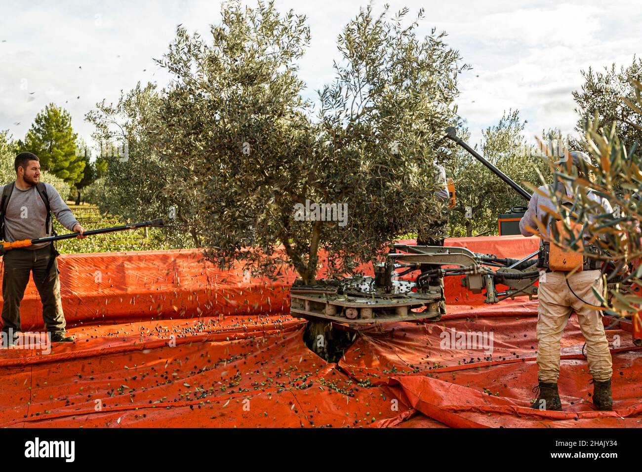 Olivenernte auf dem Weingut Chateau de Taurenne in Aups, Frankreich. Kurz, aber heftig: Der Olivenbaum wird mechanisch geschüttelt, während gleichzeitig zwei Erntemaschinen mit den elektrischen Rechen durch die Blätter gehen Stockfoto