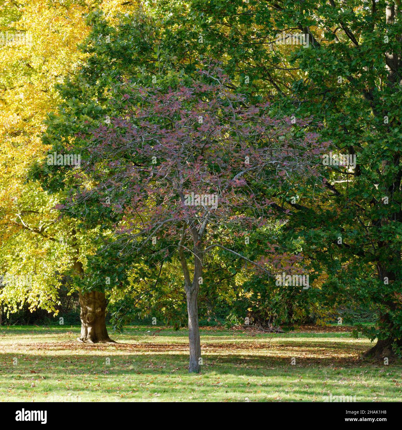 Herbst im Cassiobury Park in Watford, Hertfordshire Stockfoto