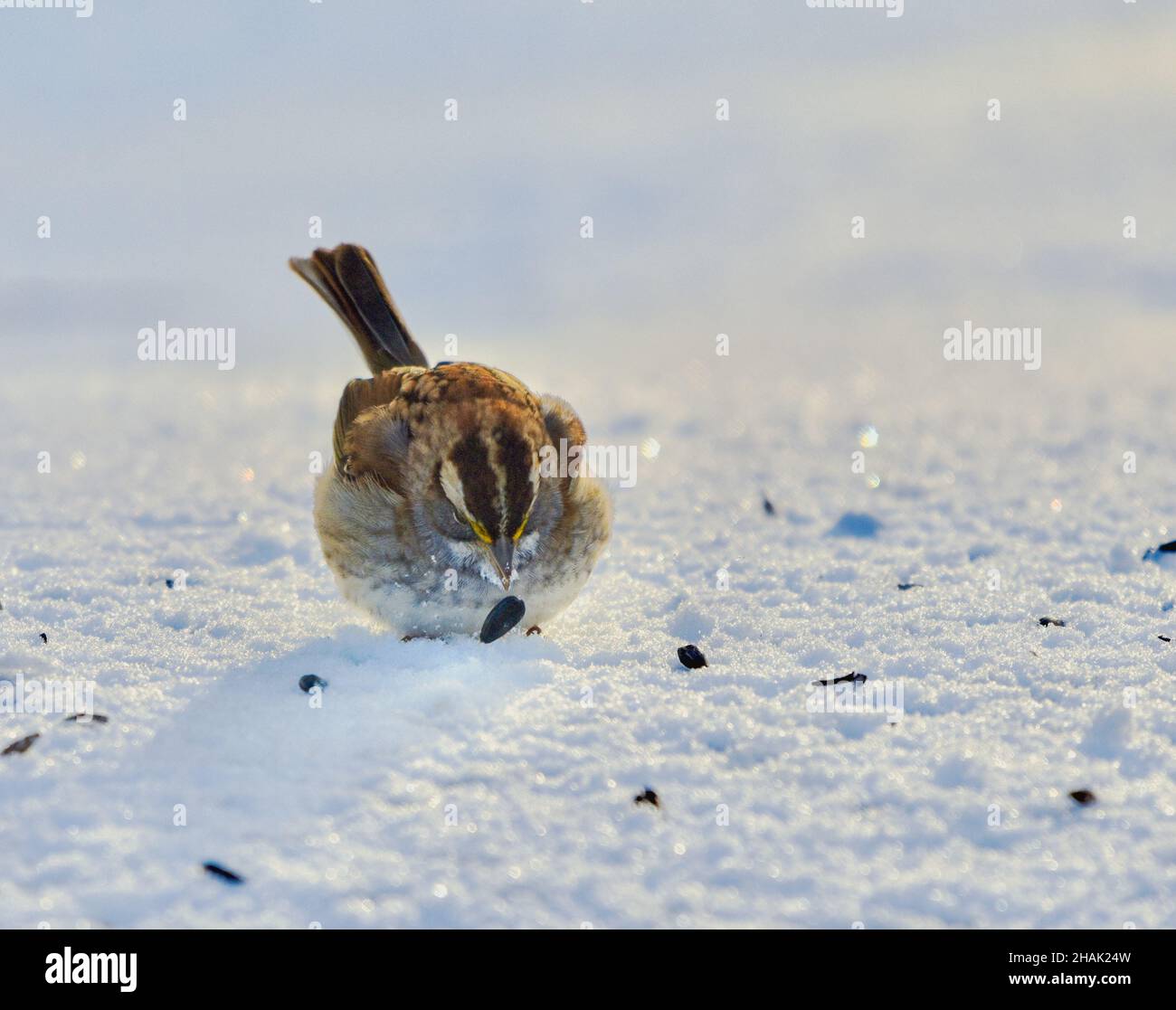 Frontalansicht eines Weißkehlspatzen (Zonotrichia albicollis), der einen Samen im Schnee aufsammeln kann. Nahaufnahme. Speicherplatz kopieren. Stockfoto