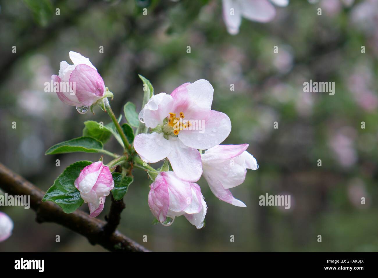 Rosa und weiße Apfelblüten mit Bokeh Hintergrund Stockfoto