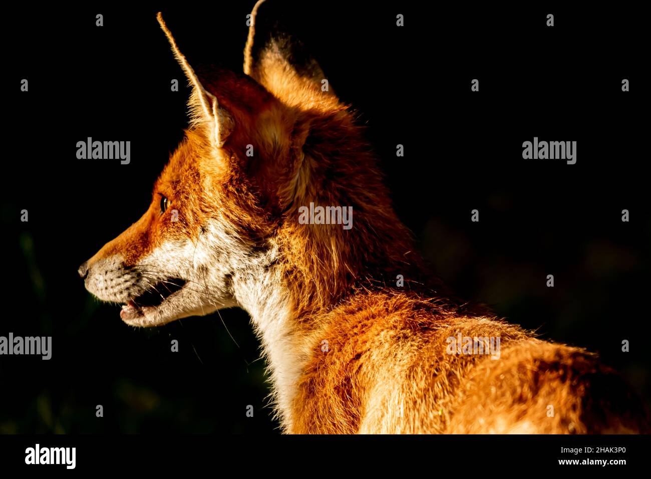 Rotfuchs, Vulpes vulpes. Orange Pelzmantel Tier. Fuchs in der Natur. Wildtierszene. Habitat Europa, Asien, Nordamerika Stockfoto