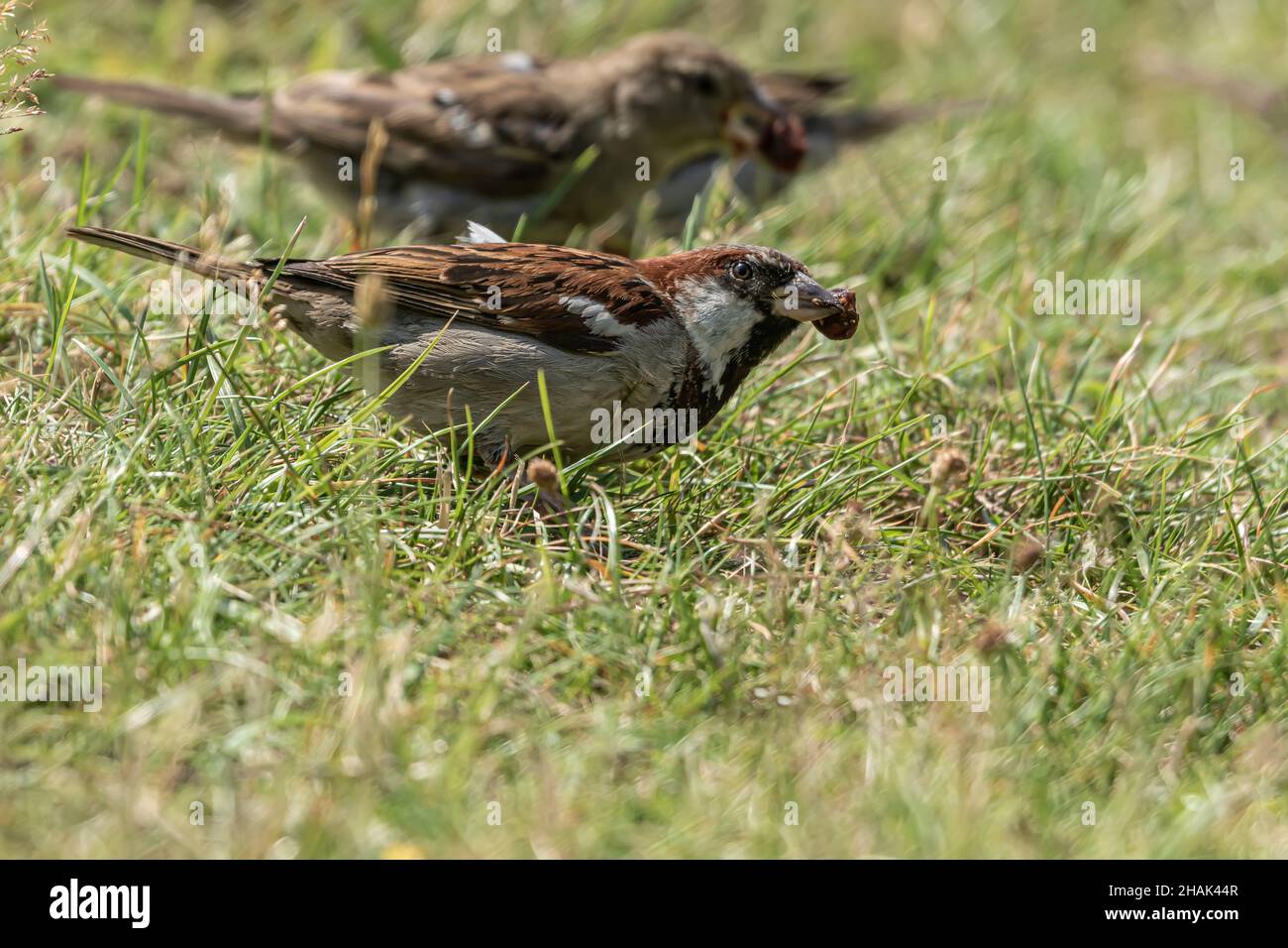 Männlichen oder weiblichen Haussperling oder Passer Domesticus ist ein Vogel der Spatz Familie Passeridae, gefunden in den meisten Teilen der Welt Stockfoto