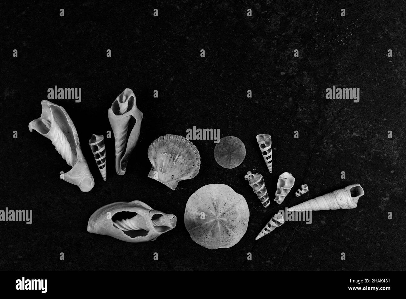 Eine Anordnung von Meeresmuscheln, die aufgebrochen sind und innere Strukturen auf einem schwarzen Schiefergrund aufdecken Stockfoto