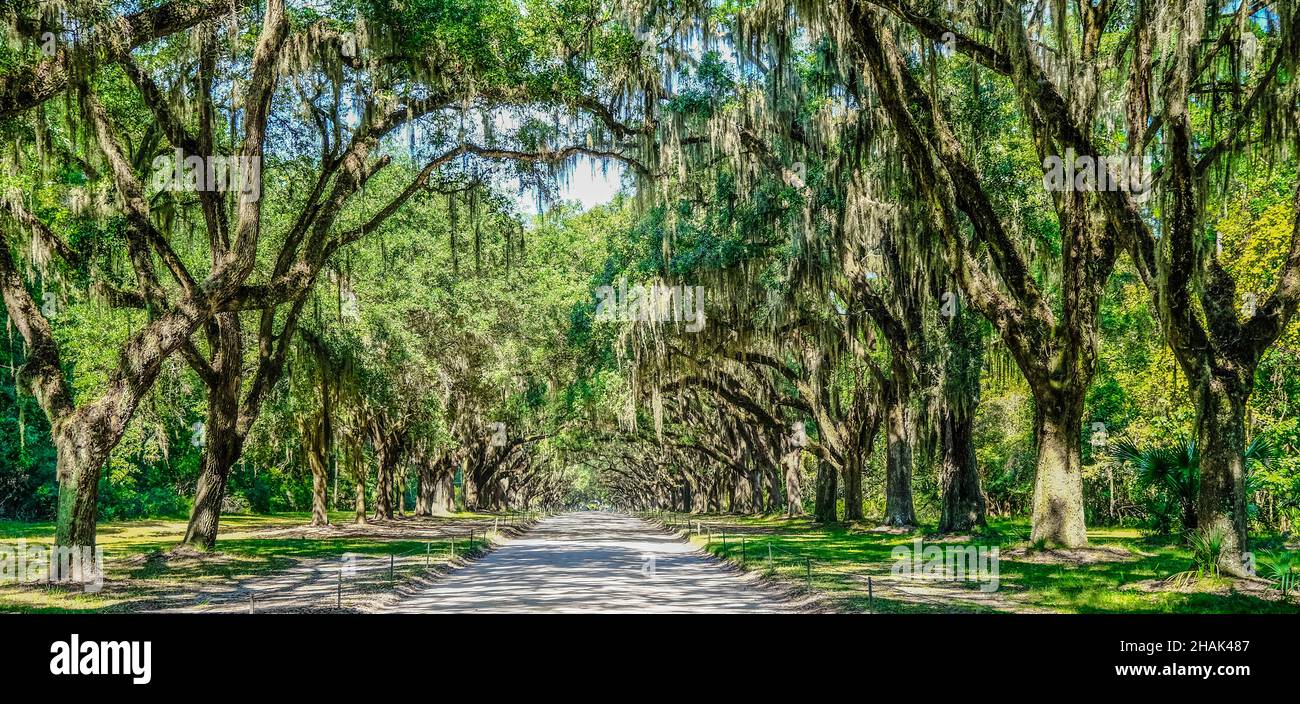Avenue of Oaks in Georgia Stockfoto